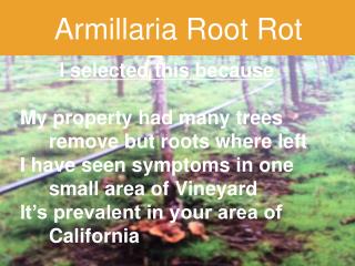 Armillaria Root Rot