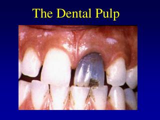 The Dental Pulp