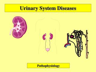 Urinary System Diseases