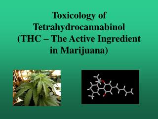 Toxicology of Tetrahydrocannabinol (THC – The Active Ingredient in Marijuana)