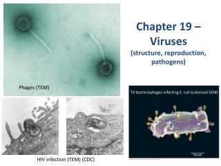 Chapter 19 – Viruses (structure, reproduction, pathogens)