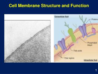 Cell Membrane Structure and Function