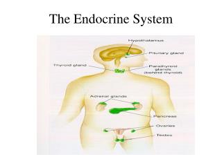 The Endocrine System