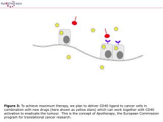 Figure 3: To achieve maximum therapy, we plan to deliver CD40 ligand to cancer cells in