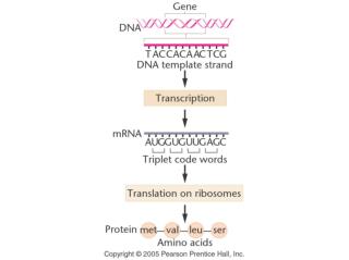 Triplet Coding Dictionary