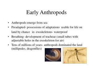 Early Anthropods