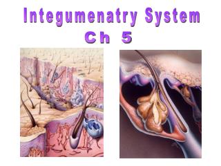 Integumenatry System