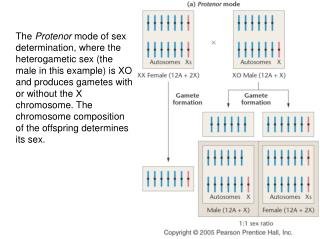 Klinefelter Syndrome and Turner Syndrome Karyotypes