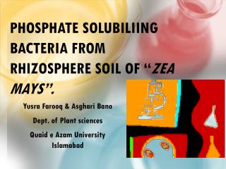 Phosphate Solubiliing Bacteria from Rhizosphere Soil of “ Zea mays ”.
