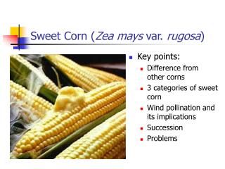 Sweet Corn ( Zea mays var. rugosa )