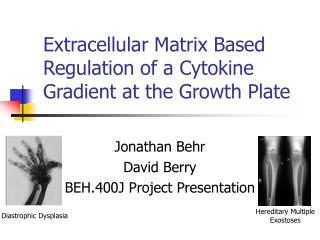 Extracellular Matrix Based Regulation of a Cytokine Gradient at the Growth Plate