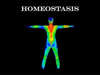 Homeostasis