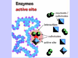 Good Times With Enzymes