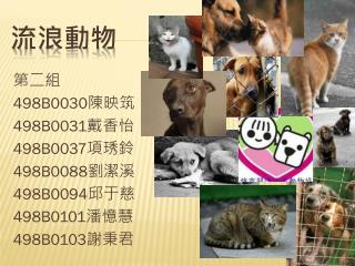 流浪動物