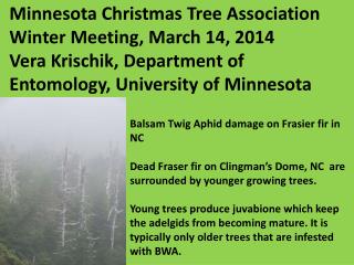Balsam Twig Aphid damage on Frasier fir in NC