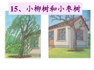 15 、小柳树和小枣树