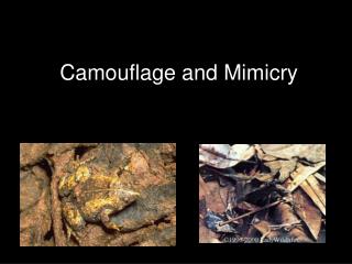 PPT - Camouflage and Mimicry PowerPoint Presentation, free download -  ID:6734085