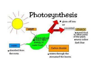 LO’s Explain why photosynthesis is so important to energy and material flow for life on earth