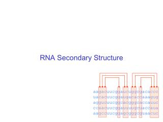 RNA Secondary Structure