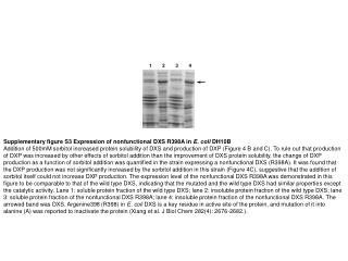 Supplementary figure S3 Expression of nonfunctional DXS R398A in E. coli DH10B