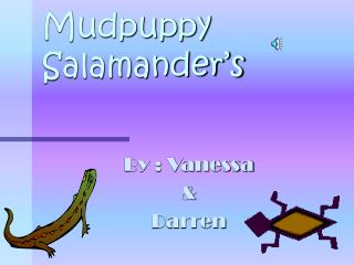 Mudpuppy Salamander’s