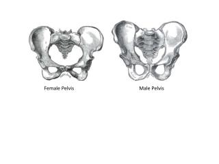 Female Pelvis