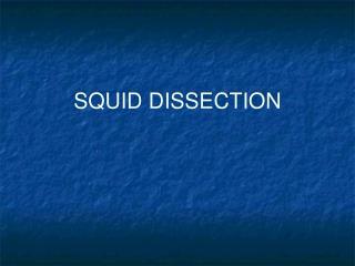 SQUID DISSECTION