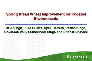 Spring Bread Wheat Improvement for Irrigated Environments