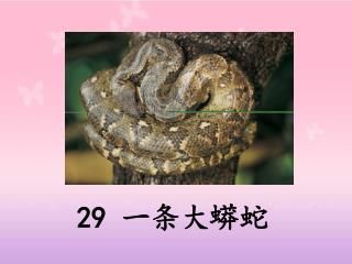 29 一条大蟒蛇