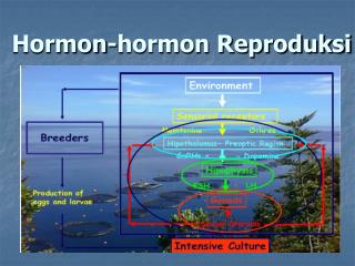 Hormon-hormon Reproduksi