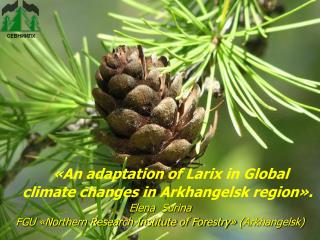 «An adaptation of Larix in Global climate changes in Arkhangelsk region».