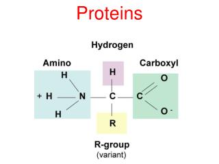 Proteins