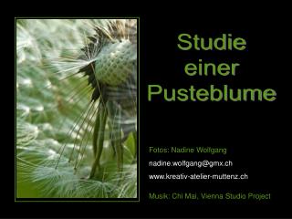 Studie einer Pusteblume