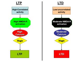 High/Correlated activity