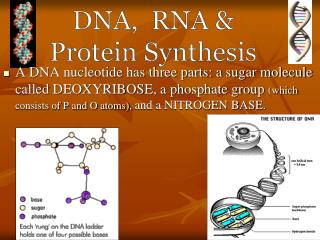 DNA, RNA &amp; Protein Synthesis