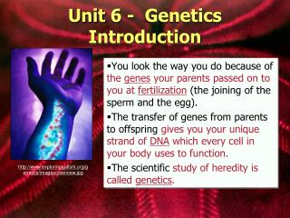 Unit 6 - Genetics Introduction