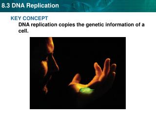 KEY CONCEPT DNA replication copies the genetic information of a cell.