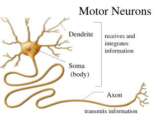 Motor Neurons