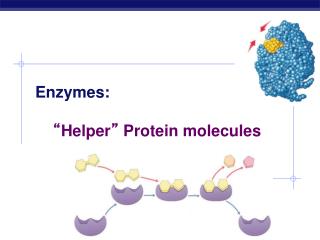 Enzymes: “ Helper ” Protein molecules