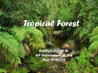 Tropical Forest