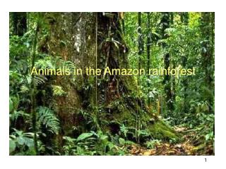 Animals in the Amazon rainforest