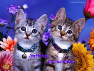 Gatinhos... .......... ........ Curiosidades