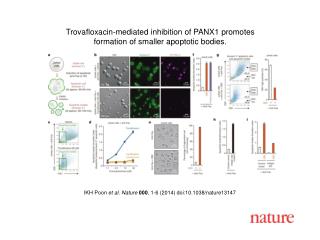 IKH Poon et al. Nature 000 , 1-6 (2014) doi:10.1038/nature13147