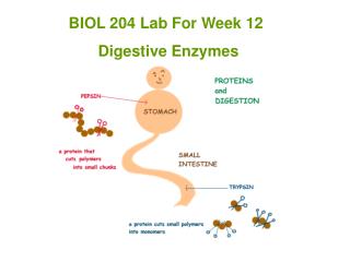 BIOL 204 Lab For Week 12 	 Digestive Enzymes