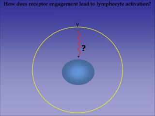 How does receptor engagement lead to lymphocyte activation?
