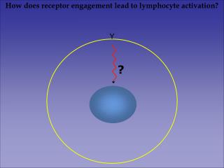 How does receptor engagement lead to lymphocyte activation?