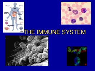 THE IMMUNE SYSTEM