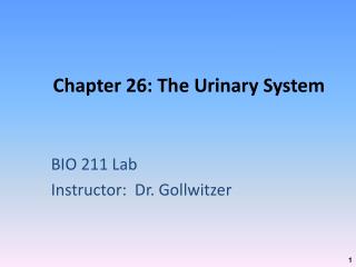 Chapter 26: The Urinary System