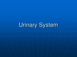 Urinary System