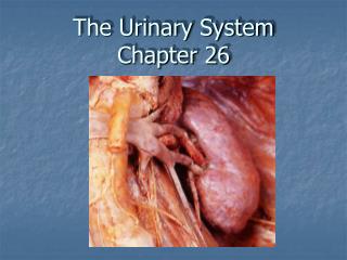 The Urinary System Chapter 26